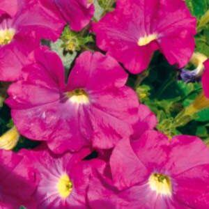 Петунія Рожевий шовк