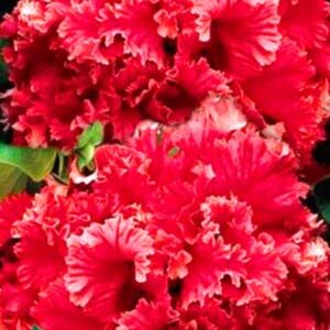 Петунія Валентина F1