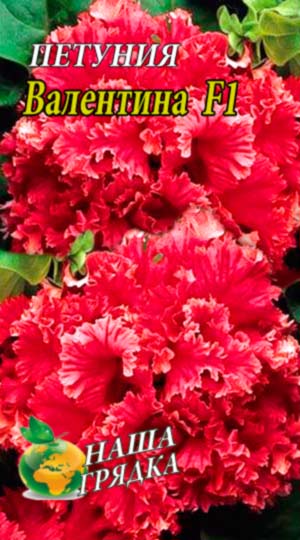 Петунія Валентина F1