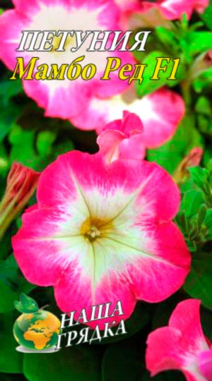 Петунія Мамбо Ред F1