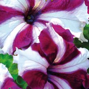 Петунія Серенада F1