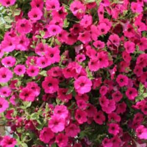 Петунія Вельвет F1