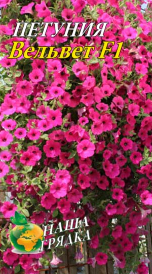 Петунія Вельвет F1