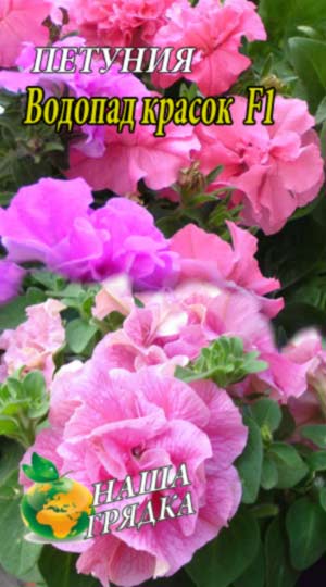 Петунія Водоспад фарб F1