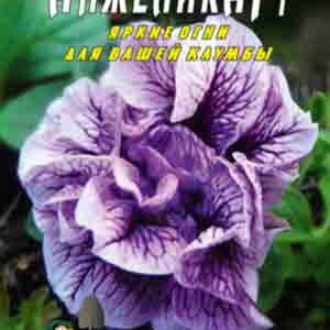 Петунія Анжеліка