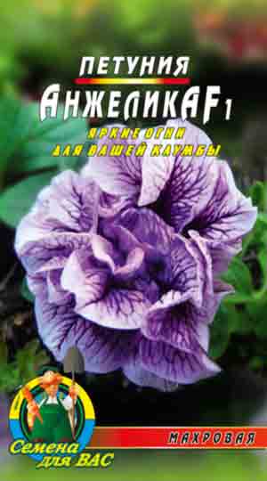 Петунія Анжеліка