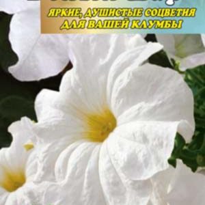 Петунія Біла куля