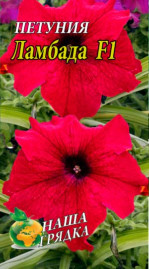 Петунія Ламбада