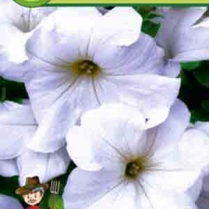 Петунія Снігова куля