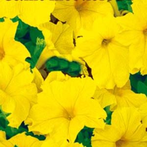 Петунія Жовте літо