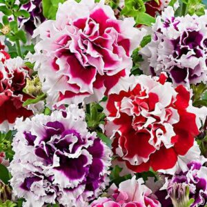 Петунія Пірует