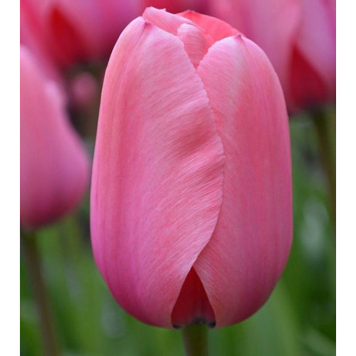 Тюльпан Pink Impression 600 цибулин розмір 12+