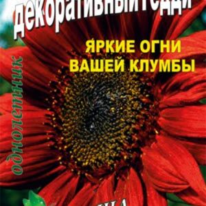 Соняшник Тедді