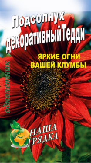 Соняшник Тедді