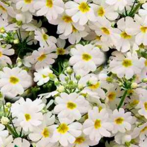 Примула Садова біла