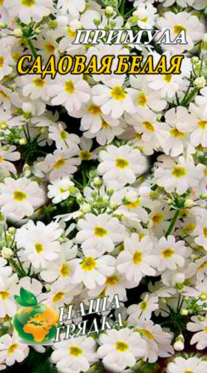 Примула Садова біла