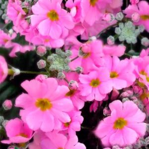 Примула Садова рожева