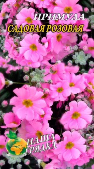 Примула Садова рожева