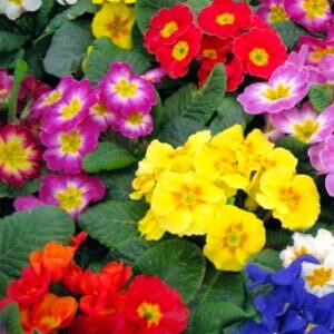 Примула Садова суміш