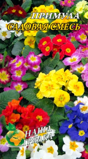 Примула Садова суміш