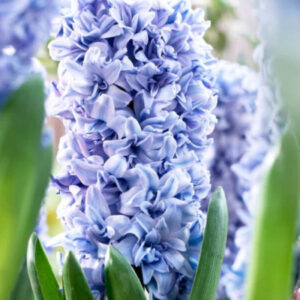 Гіацинт махровий Manhattan 14/15