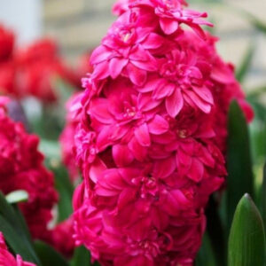 Гіацинт махровий Red Diamond 14/15 (червоний)