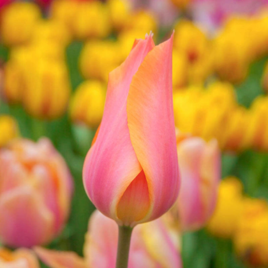 Тюльпан Біг Бразер 25 цибулин розмір 10/11