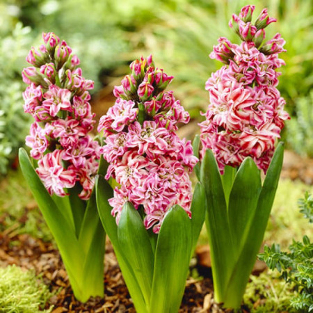 Гіацинт махровий Double Eros 14/15