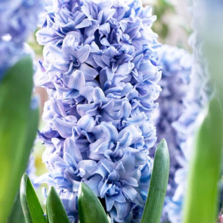 Гіацинт махровий Manhattan 16/17