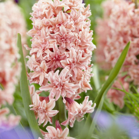 Гіацинт махровий Masquerade 14/15