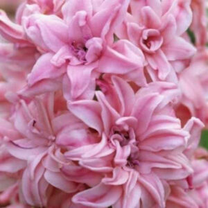 Гіацинт махровий Rosette 14/15