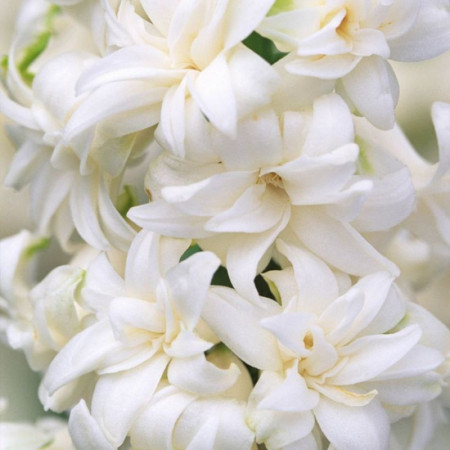 Гіацинт махровий Snow Crystal 16/17