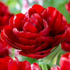 Тюльпан The doll 600 цибулин розмір 12+