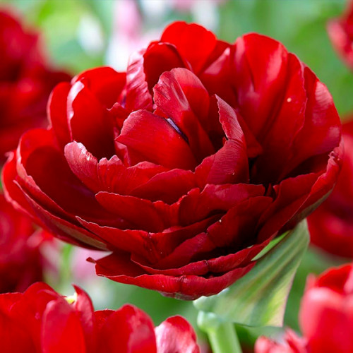 Тюльпан The doll 600 цибулин розмір 12+