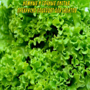 Салат Лолла Біонда 500 насінин