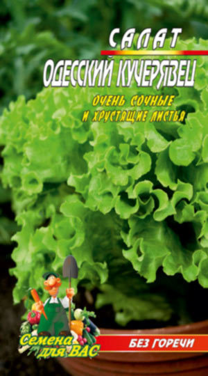 Салат Одеський кучерявець 1500 насінин