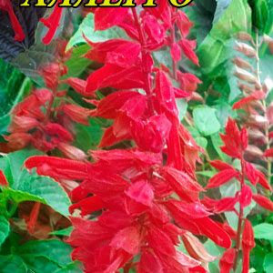 Сальвія блискуча Алегро