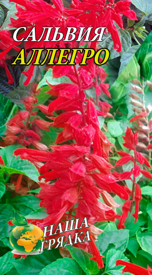 Сальвія блискуча Алегро