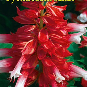 Сальвія блискуча Рубіновий захід