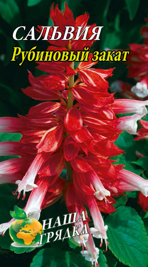 Сальвія блискуча Рубіновий захід