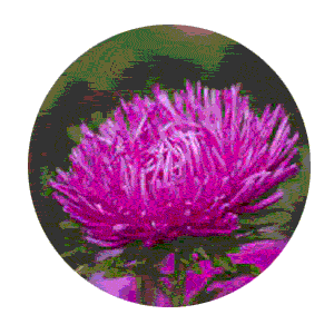 Насіння айстри