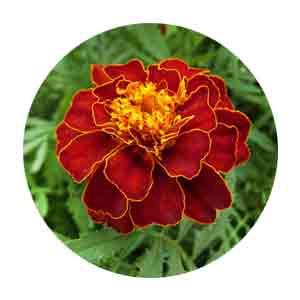 Насіння чорнобривців