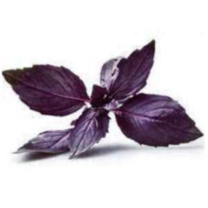 насіння базиліка