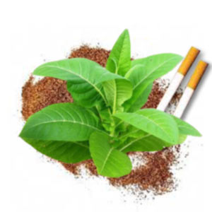 Насіння махорки і тютюну