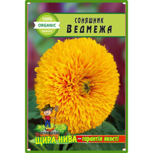 Соняшник Ведмедик