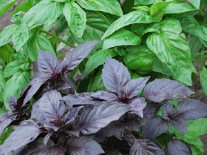 Найкращі сорти базиліка