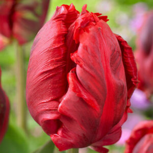 Тюльпан Техас Фаєр 25 цибулин розмір 10/11