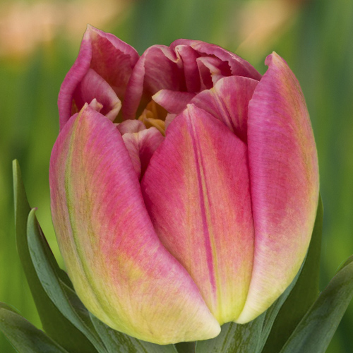 Тюльпан Brindisi 600 цибулин розмір 12+