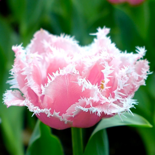 Тюльпан Cairns 600 цибулин розмір 12+