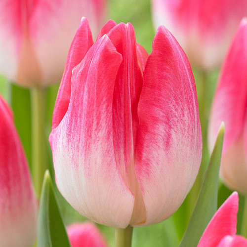 Тюльпан Delta Chic 600 цибулин розмір 12+